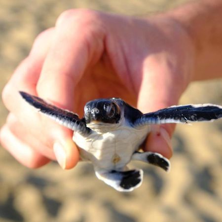 Java Turtle Lodge Meru Betiri Banyuwangi  Bagian luar foto