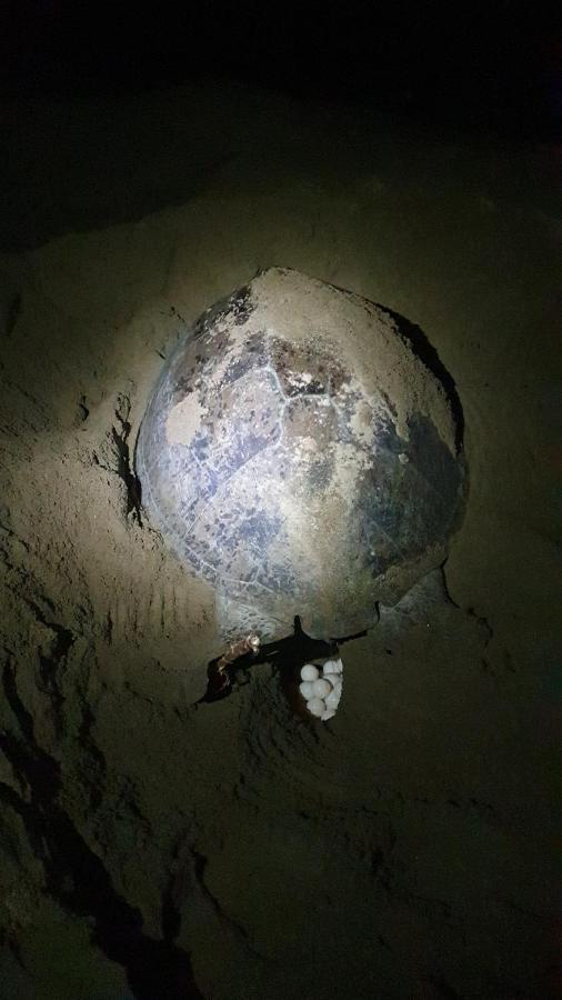 Java Turtle Lodge Meru Betiri Banyuwangi  Bagian luar foto