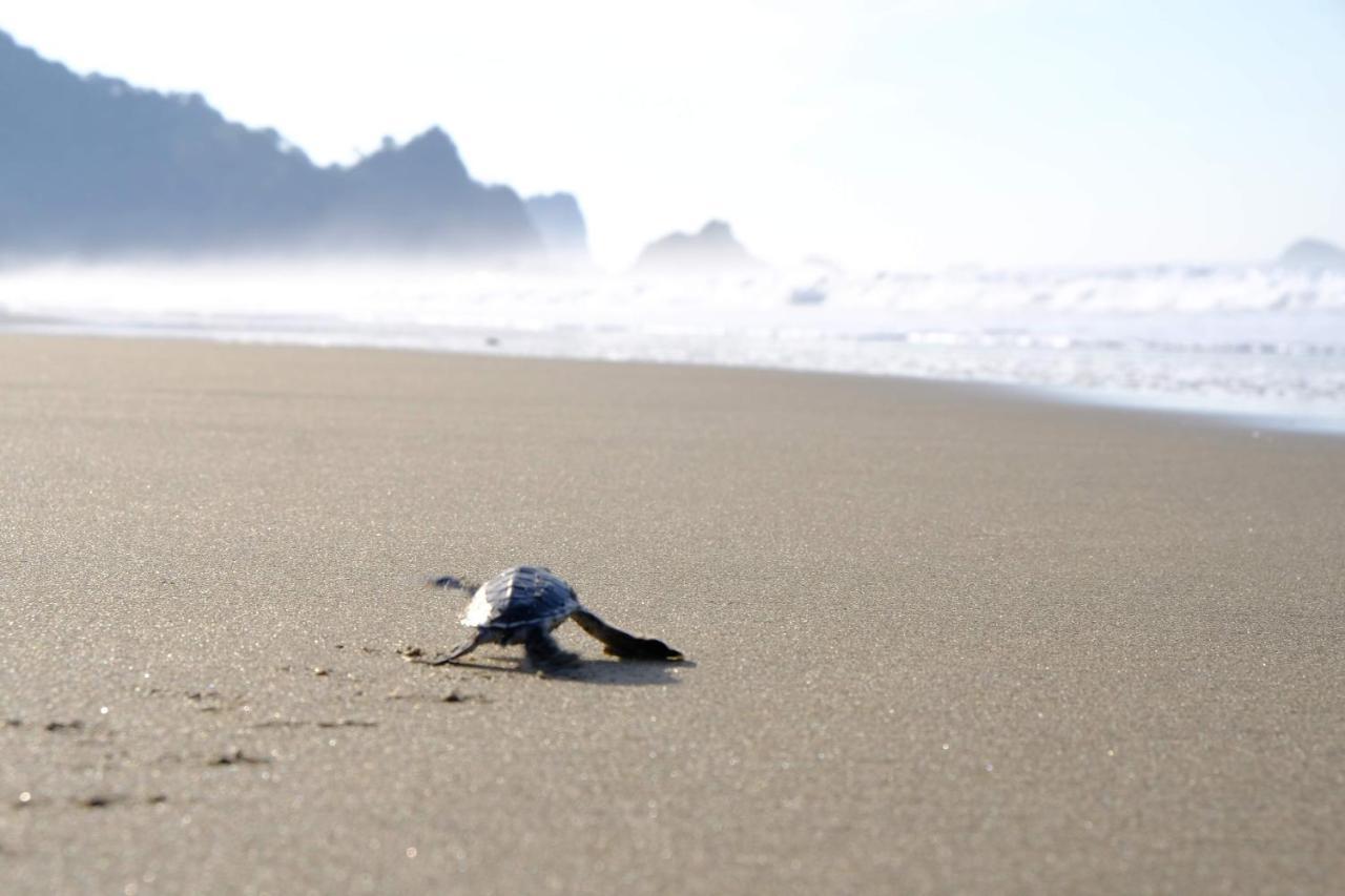 Java Turtle Lodge Meru Betiri Banyuwangi  Bagian luar foto