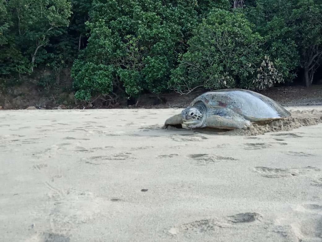 Java Turtle Lodge Meru Betiri Banyuwangi  Bagian luar foto