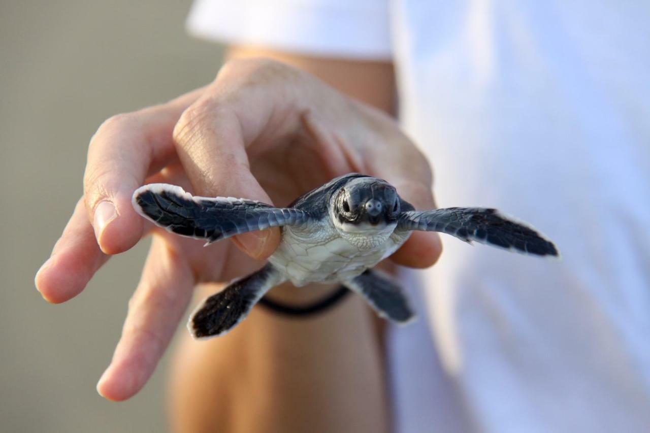 Java Turtle Lodge Meru Betiri Banyuwangi  Bagian luar foto